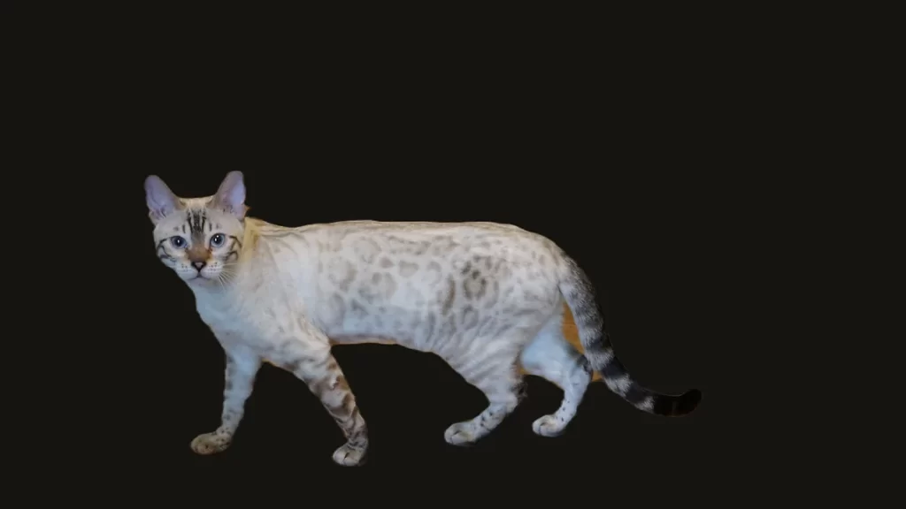 bedazzled bengals idaho