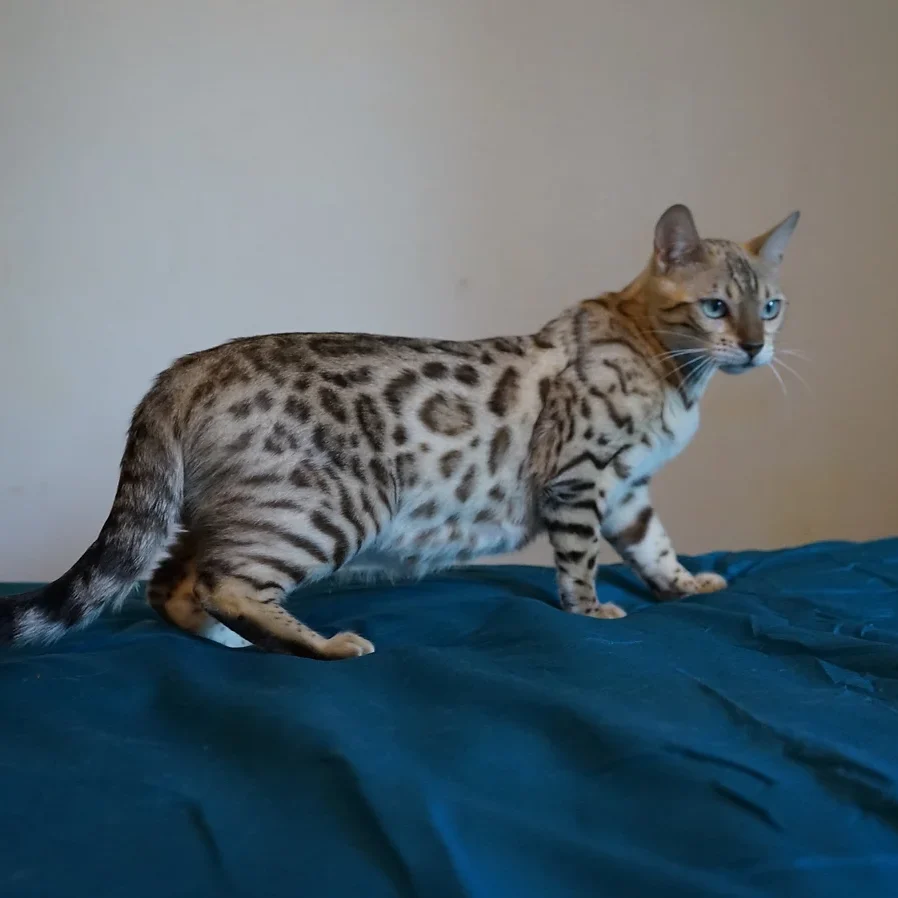 buy a bengal kitten